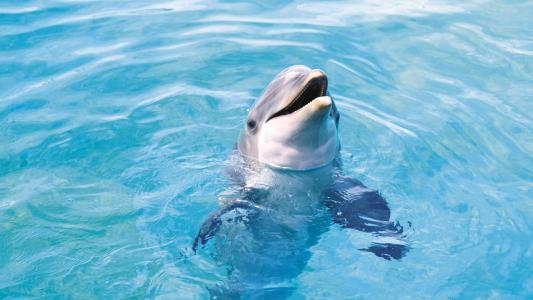 Ecco the Dolphin fanart