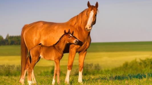 Horse & Foal - My Riding Stables fanart