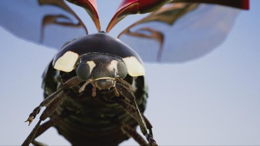 Insects: An Xbox One X Enhanced Experience screenshot