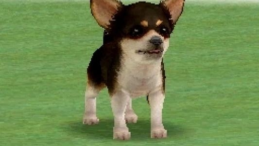 Nintendogs: Chihuahua & Friends screenshot