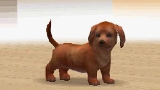 Nintendogs: Dachshund & Friends screenshot